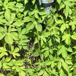 Meet your Posher, Fallyn